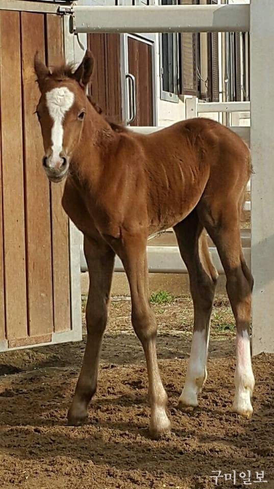 새로 태어난 암망아지 '자두' 모습