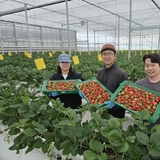 경북 딸기, 말레이시아 시장 공략으로 해외 수출 본격 시동!