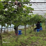 구미시, 내년부터 공공형 외국인 계절근로 도입