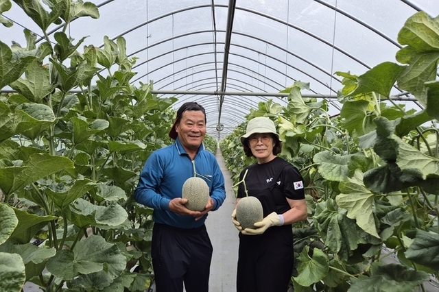 황제가 먹던 ‘하미과 멜론’ 구미 농업의 전략작목으로 안착